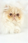 Picture of cream cameo Persian cat, portrait