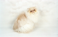 Picture of cream cameo Persian cat, sitting down