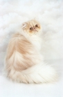 Picture of cream cameo Persian cat