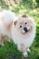 Picture of cream chow chow tilting head