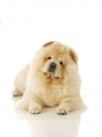 Picture of cream Chow on white background
