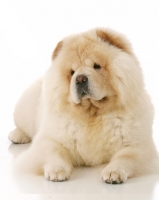 Picture of cream Chow