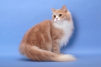 Picture of Cream Classic Tabby & White Household Cat