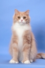 Picture of Cream Classic Tabby & White Household Cat