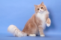 Picture of Cream Classic Tabby & White Household Cat