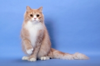 Picture of Cream Classic Tabby & White
