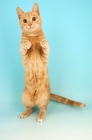 Picture of cream classic tabby cat jumping up