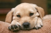 Picture of cream coloured Labrador Retriever puppy