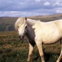 Picture of cream coloured welsh mountain pony on the brecon beacons 