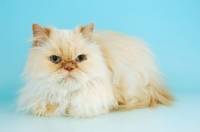 Picture of cream colourpoint cat. (Aka: Persian or Himalayan)