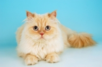 Picture of cream colourpoint cat, lying down. (Aka: Persian or Himalayan)