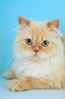 Picture of cream colourpoint himalayan cat, portrait. (Aka: Persian or Colourpoint)