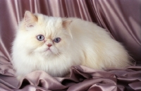 Picture of cream colourpoint persian cat