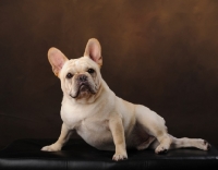 Picture of cream French Bulldog in studio