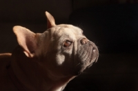 Picture of cream French Bulldog looking up
