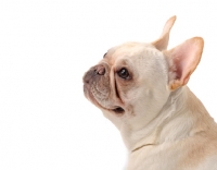 Picture of cream French Bulldog portrait