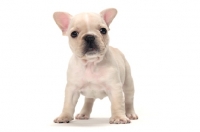 Picture of cream French Bulldog puppy on white background