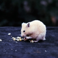 Picture of cream hamster eating, holding seeds in front paws