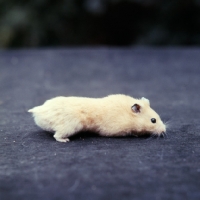 Picture of cream hamster side view