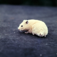 Picture of cream hamster