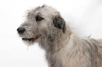 Picture of cream Irish Wolfound on white background