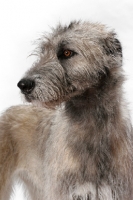 Picture of cream Irish Wolfound, portrait