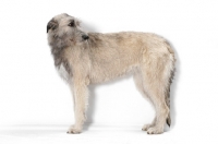 Picture of cream Irish Wolfound, side view