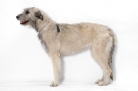 Picture of cream Irish Wolfound, side view in studio