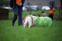 Picture of cream labrador entering a tunnel with trainer near