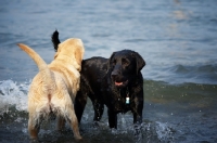 Picture of cream labrador retriever and black labrador retriever retrieving a stick together in a lake