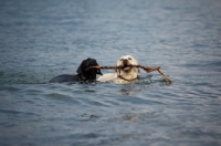 Picture of cream labrador retriever and black labrador retriever retrieving a stick together in a lake
