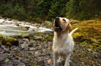 Picture of cream Labrador Retriever barking