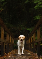 Picture of cream Labrador Retriever, front view on bridge