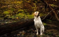 Picture of cream Labrador Retriever in forest