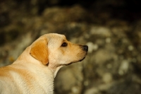 Picture of cream Labrador Retriever in profile