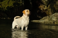 Picture of cream Labrador Retriever in water
