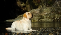 Picture of cream Labrador Retriever lying down near water