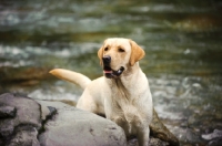 Picture of cream Labrador Retriever near river