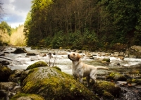 Picture of cream Labrador Retriever near river