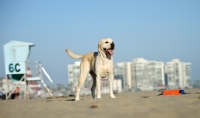 Picture of cream Labrador Retriever near beach hut