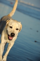 Picture of cream Labrador Retriever on beach