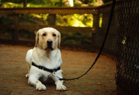 Picture of cream Labrador Retriever on lead, lying down