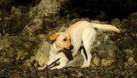 Picture of cream Labrador Retriever playing with stick