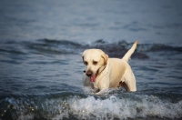Picture of cream labrador retriever playing with waves in a lake