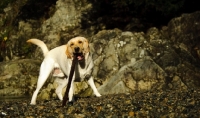 Picture of cream Labrador Retriever playing with stick