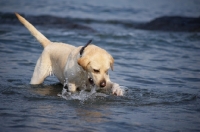 Picture of cream labrador retriever playing with waves in a lake