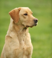 Picture of cream Labrador Retriever portrait