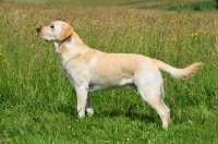 Picture of cream Labrador Retriever posed