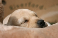 Picture of cream Labrador Retriever puppy