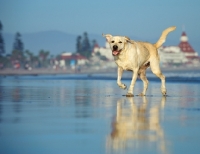 Picture of cream Labrador Retriever running on beach